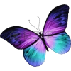 butterfly - Živali - 