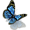 butterfly - Tiere - 