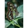 butterfly - Životinje - 