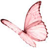 butterfly - Animais - 