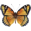 butterfly - Animali - 