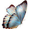 butterfly - Živali - 
