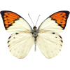 butterfly - 動物 - 