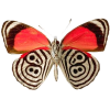 butterfly - Tiere - 