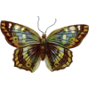 butterfly - 動物 - 