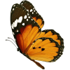 butterfly - Animais - 