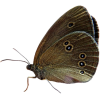 butterfly - Rekwizyty - 