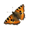 butterfly - Predmeti - 