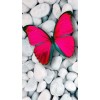 butterfly - Natural - 