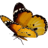 butterfly - 自然 - 