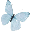 butterfly - Natura - 