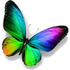 butterfly - Животные - 