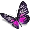 butterfly - Zwierzęta - 