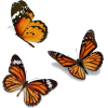 butterfly - Uncategorized - 