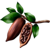 cacao tree branch illustration - Rascunhos - 