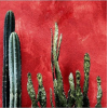 cacti - Plants - 