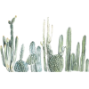 cactus - Pflanzen - 