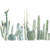 cactus - Растения - 