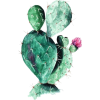 cactus - Pflanzen - 