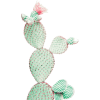 cactus - Растения - 