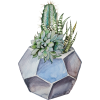 cactus - Ilustrationen - 