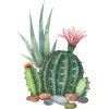 cactus - Ilustracje - 