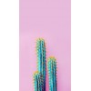 cactus - Иллюстрации - 