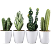 cactus - Растения - 