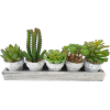 cactus - 植物 - 