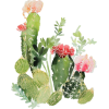 cactus - Rośliny - 