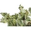 cactus - 植物 - 