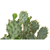 cactus - Plantas - 