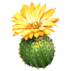 cactus - Rośliny - 