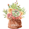 cactus - 植物 - 