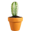 cactus - Piante - 