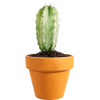 cactus - Biljke - 