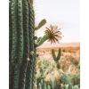 cactus flower desert photo - Uncategorized - 
