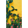 cactus flowers photo - Uncategorized - 