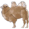 camel - Animals - 
