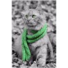 cat - Tiere - 