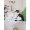 cat - My photos - 