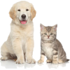 cat and dog - Животные - 