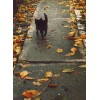 cat autumn background - Uncategorized - 