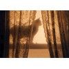 cat on windowsill - 動物 - 