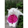 cats and flowers - Фоны - 