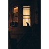 cat window background - Uncategorized - 