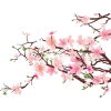 cherry blossoms - Objectos - 