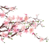 cherry blossoms - Przedmioty - 