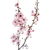 cherry blossoms - Przedmioty - 