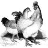 chickens - Zwierzęta - 